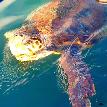 Ferienhaus Olives House