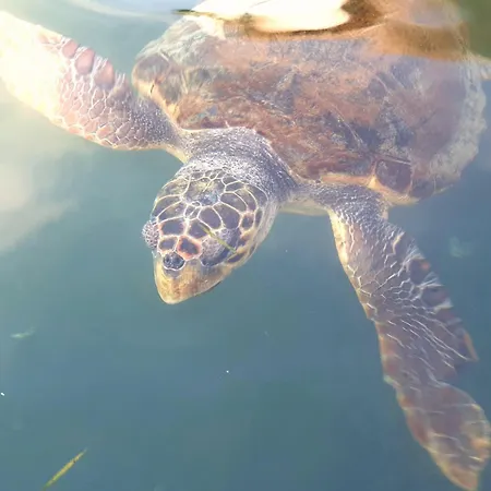 Olives House Casa de Férias Keri