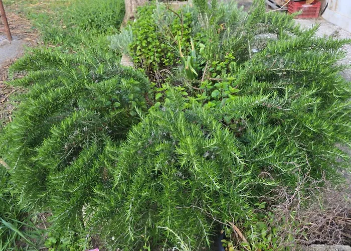 Olives House Casa de Férias *