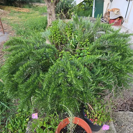 Olives House בית נופש *