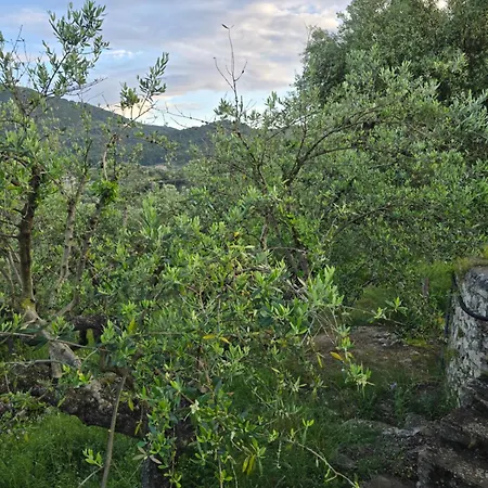 בית נופש Olives House קרי