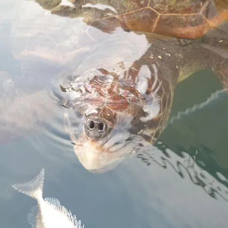 Σπίτι διακοπών Olives House