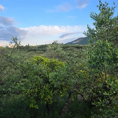 Olives House Κερί